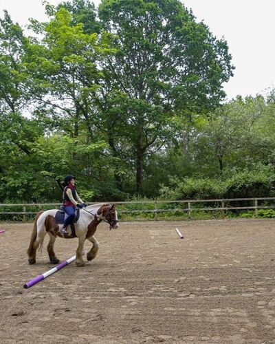 Horse image